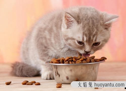 猫咪挑食怎么办(猫咪挑食怎么办不吃猫粮)