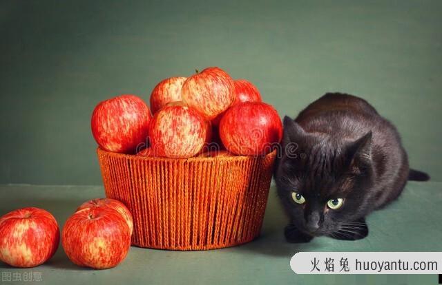 猫咪能吃什么水果(猫咪能吃些什么水果)