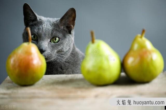 猫咪能吃什么水果(猫咪能吃些什么水果)