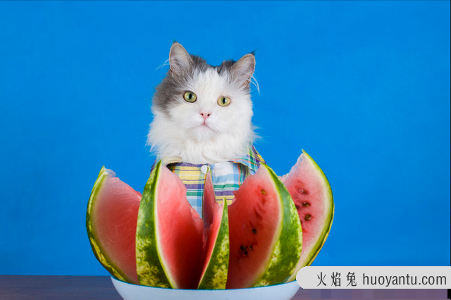 猫咪能吃什么水果(猫咪能吃些什么水果)