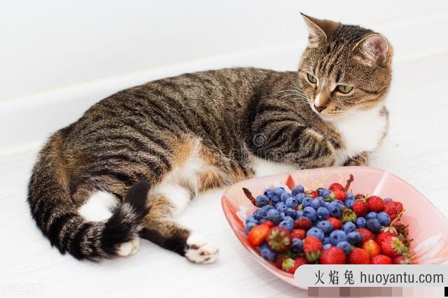 猫咪能吃什么水果(猫咪能吃些什么水果)