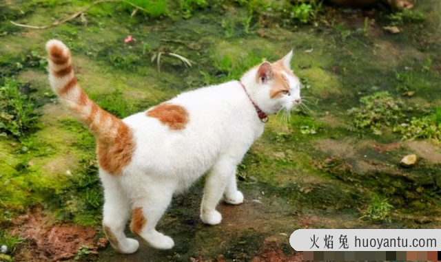 猫的交配期是不是没胃口(猫的交配过程中多长时间)