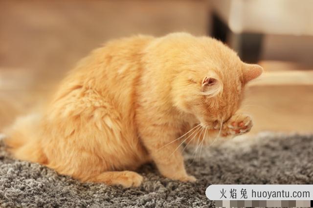 猫驱虫多少钱(成年猫驱虫多少钱)