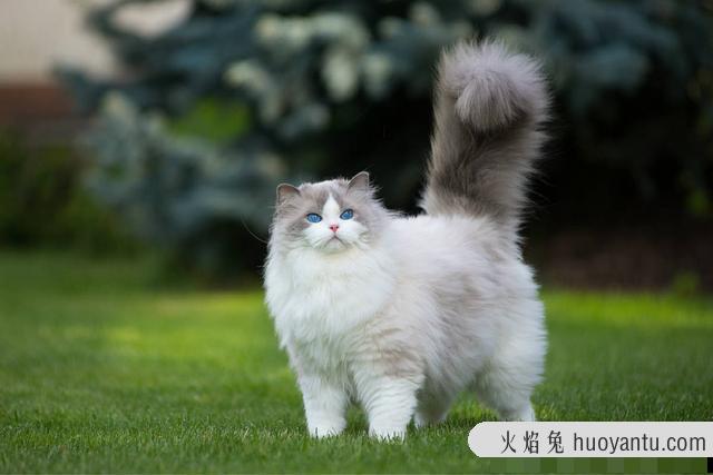 大型猫咪排名(大型猫品种)