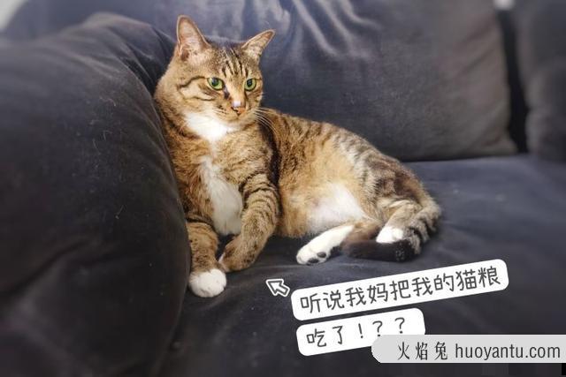 大型猫咪排名(大型猫品种)