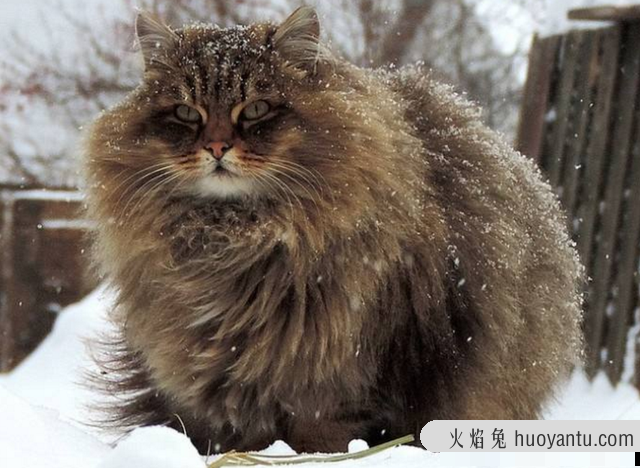 大型猫咪排名(大型猫品种)