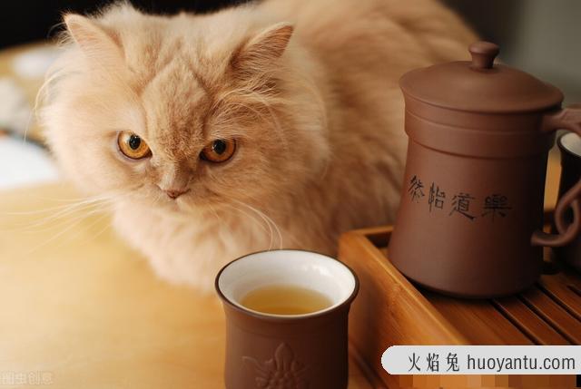 全价猫粮适合多大的猫(全价猫粮是什么意思)