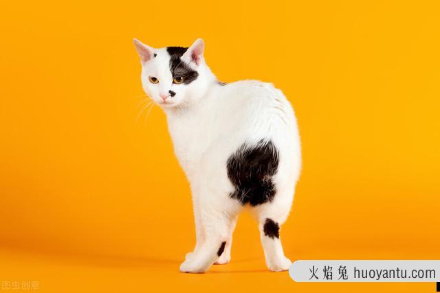 最聪明的猫排行榜前十名(最聪明的猫是什么品种)