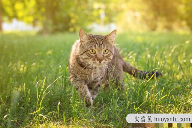 最聪明的猫排行榜前十名(最聪明的猫是什么品种)