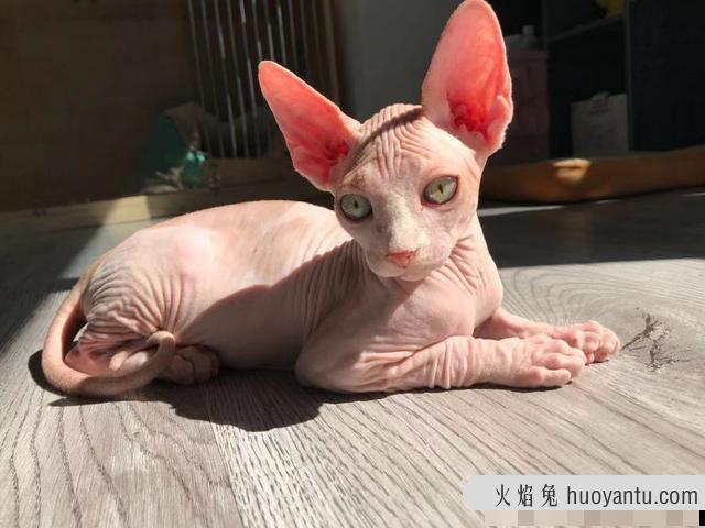 最聪明的猫排行榜前十名(最聪明的猫是什么品种)