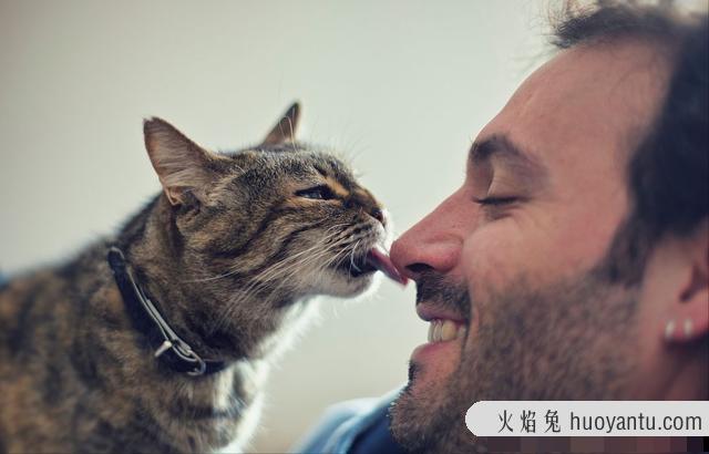 猫咪舔人(猫咪舔人是表示什么)