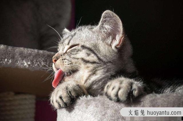 猫咪舔人(猫咪舔人是表示什么)