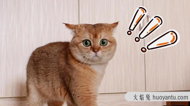 猫咪应激反应怎么缓解(猫咪应激反应怎么安抚)