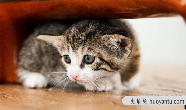 猫咪应激反应怎么缓解(猫咪应激反应怎么安抚)