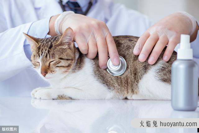 猫咪发烧了怎么办(猫咪发烧了怎么办如何退烧)