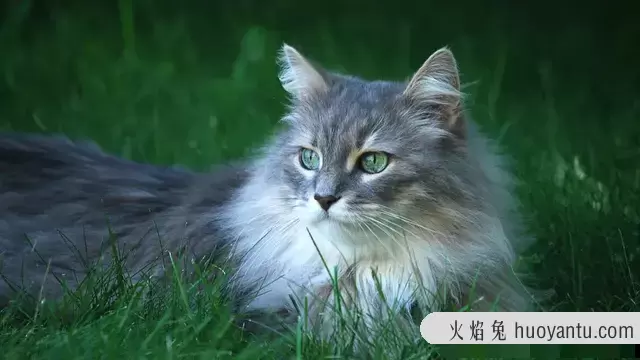 猫的眼睛颜色有哪些(猫的眼睛有几种颜色)