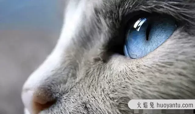 猫的眼睛颜色有哪些(猫的眼睛有几种颜色)