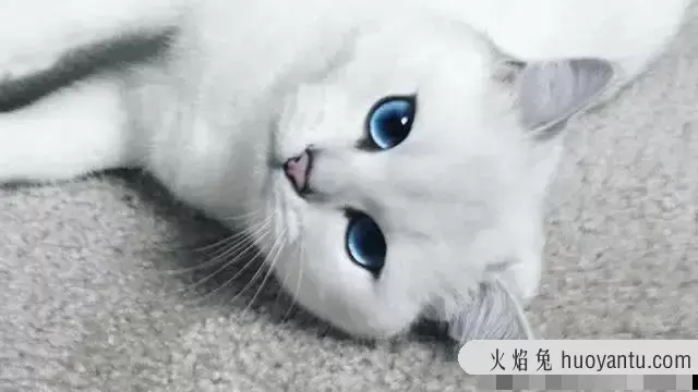 猫的眼睛颜色有哪些(猫的眼睛有几种颜色)