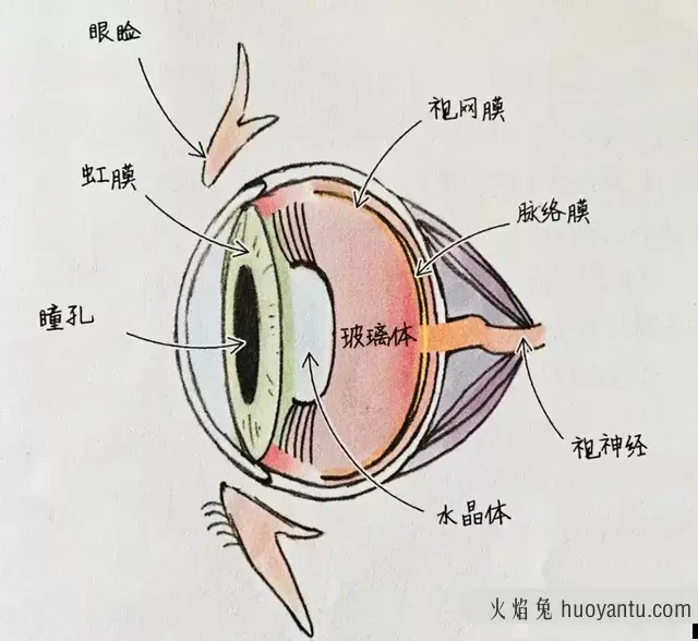 猫的眼睛颜色有哪些(猫的眼睛有几种颜色)