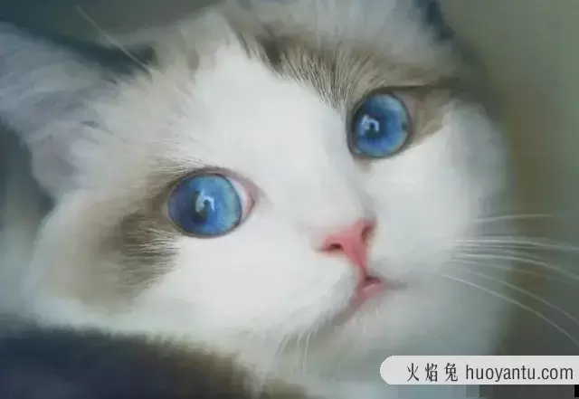 猫的眼睛颜色有哪些(猫的眼睛有几种颜色)