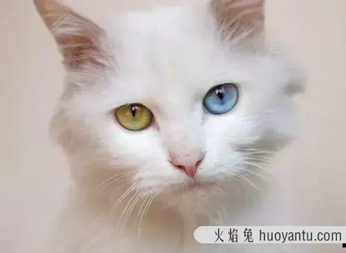 猫的眼睛颜色有哪些(猫的眼睛有几种颜色)