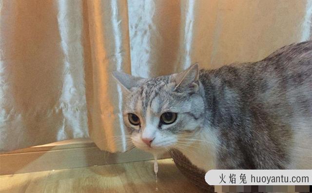 猫怎么养(猫怎么养才听话)