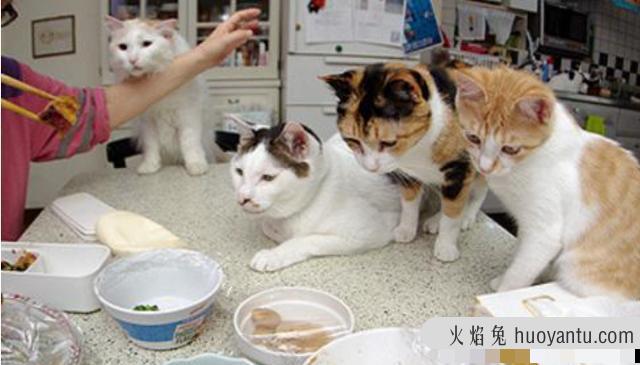 猫怎么养(猫怎么养才听话)