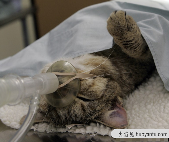 猫咪绝育前注意事项(猫咪绝育前需要注意什么)