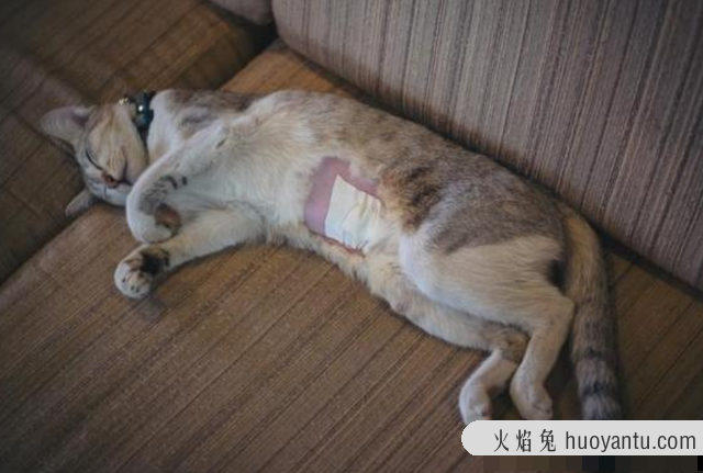 猫咪绝育前注意事项(猫咪绝育前需要注意什么)