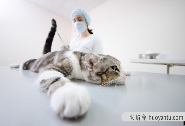 猫咪绝育前注意事项(猫咪绝育前需要注意什么)