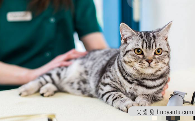 猫咪绝育前注意事项(猫咪绝育前需要注意什么)