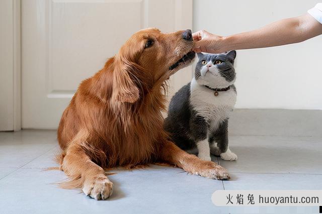 狗能吃猫粮么(狗能吃猫粮吗)