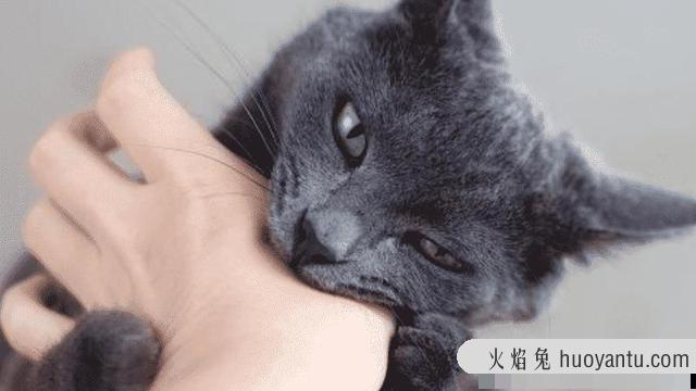 被猫抓了一下轻微破皮(被猫抓了一下轻微破皮要打针吗)