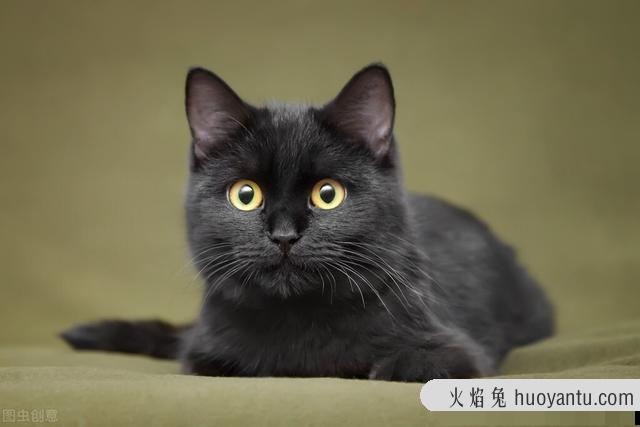 养黑猫有什么说法(养黑猫有什么说道吗)