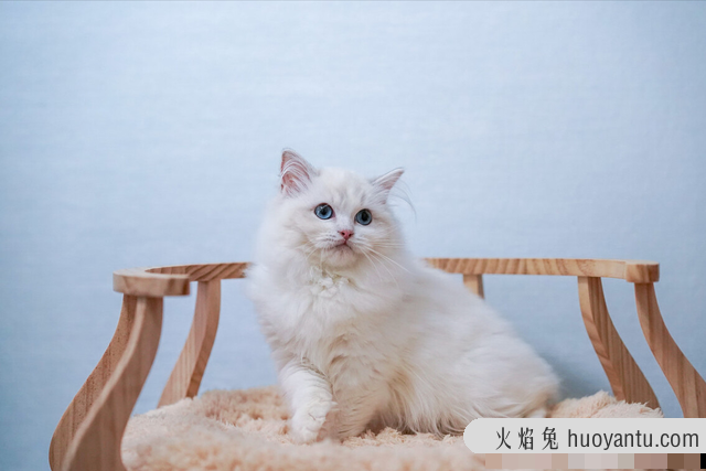 猫能吃猪肝吗(宠物猫能吃猪肝吗)