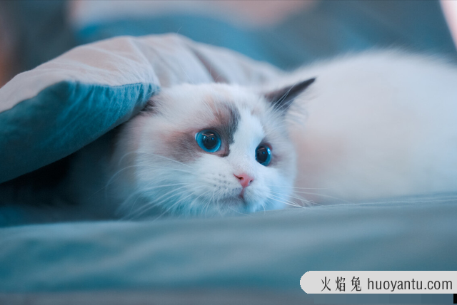 猫能吃猪肝吗(宠物猫能吃猪肝吗)