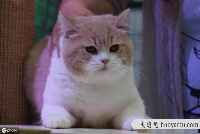 猫咪做绝育手术要多少钱(猫咪做绝育手术要多少钱公猫)