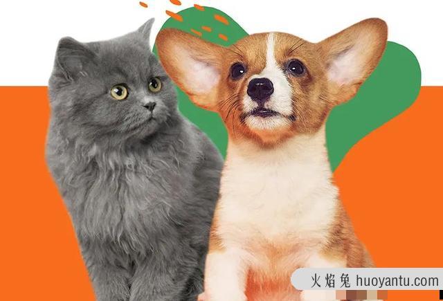 给猫咪喂益生菌的禁忌(猫咪益生菌注意事项)