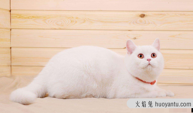 被陌生猫亲近什么预兆(被陌生猫亲近预示什么)