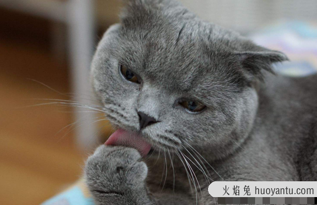 被陌生猫亲近什么预兆(被陌生猫亲近预示什么)