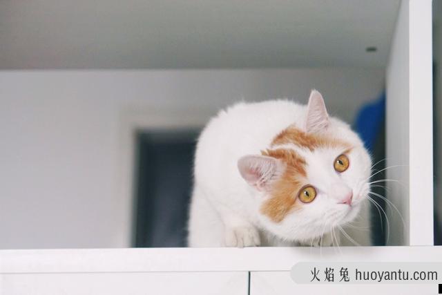 猫嗷呜长叫拖长尾音(猫嗷呜长叫拖长尾音像在哭)