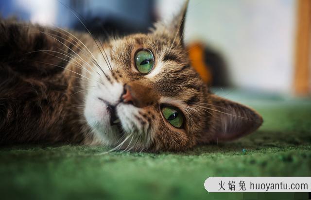 猫嗷呜长叫拖长尾音(猫嗷呜长叫拖长尾音像在哭)