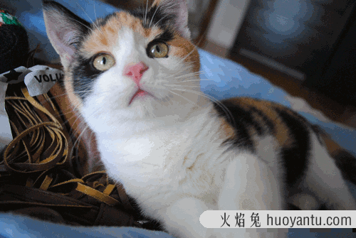 猫咪咬人怎么办(猫咪咬人怎么办怎么教育)