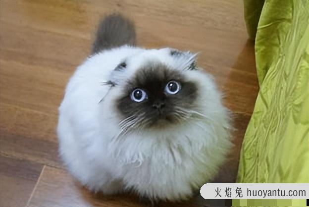 猫咪智商排行(猫咪智商排行榜前100名)