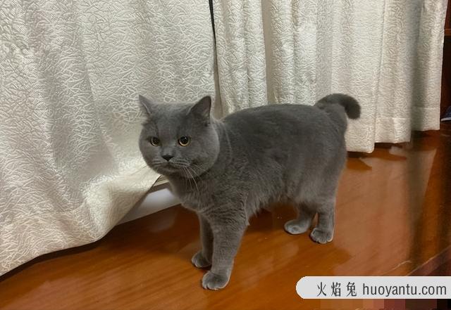 猫咪智商排行(猫咪智商排行榜前100名)