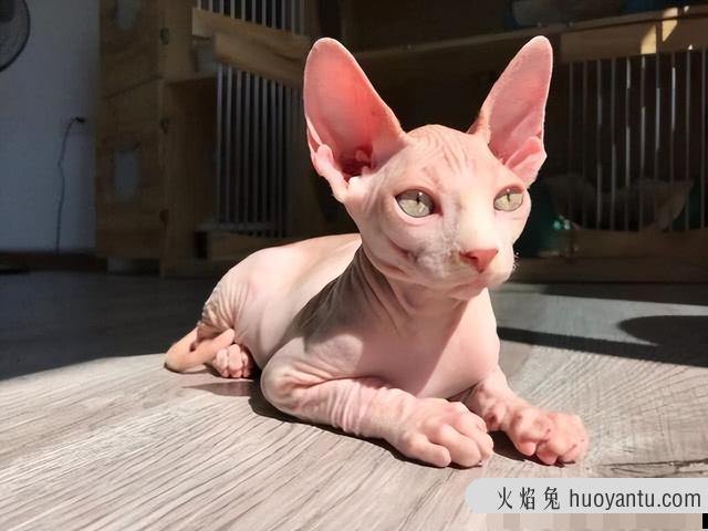 猫咪智商排行(猫咪智商排行榜前100名)