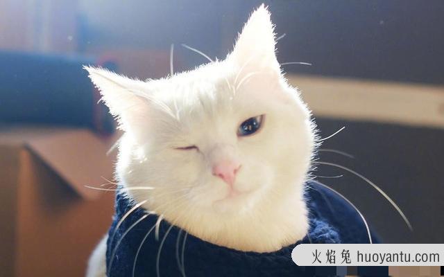 猫咪会放屁吗(猫咪会放屁吗会臭吗)