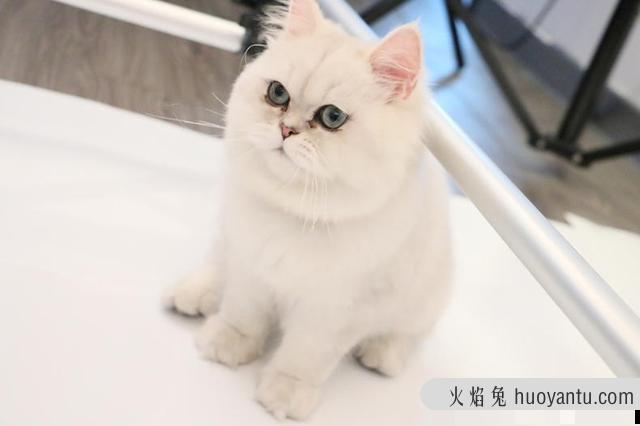 猫咪会放屁吗(猫咪会放屁吗会臭吗)