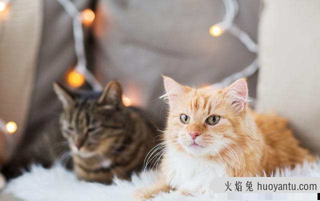 猫呼噜呼噜叫代表什么(猫呼噜声)