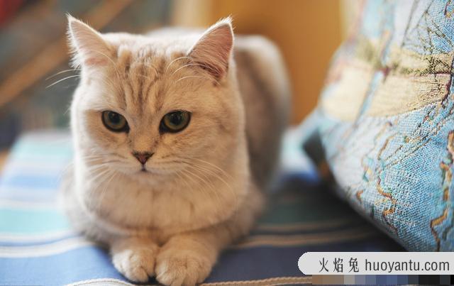 猫呼噜呼噜叫代表什么(猫呼噜声)